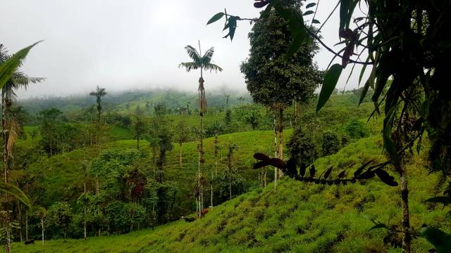 Finca de 94 hectareas en La Reforma Santo Domingo de los Tashilas