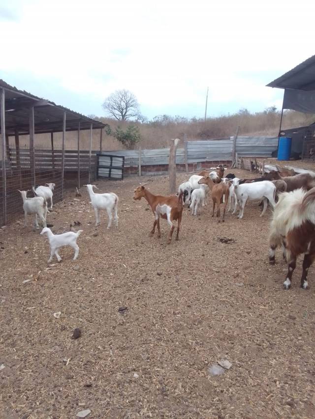 Venta de finca via progreso - San Lorenzo