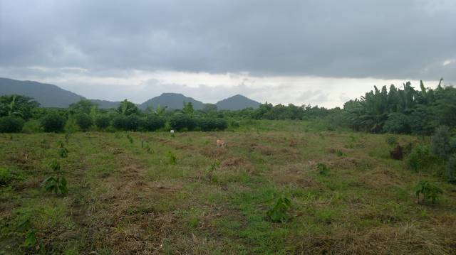 Vendo finca en Santa Elena de 20 hectareas