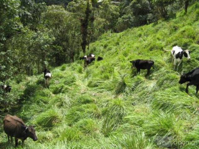 HOSTERÍA ECOLÓGICA Y HACIENDA DE VENTA EN MINDO