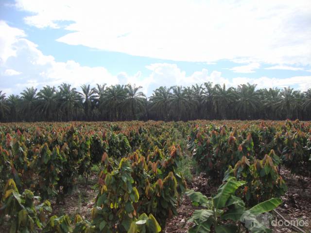 HACIENDA DE 100 HA PLANAS EN RICAURTE CON 40HA CACAO DE 12 AÑOS, Y TECA DE 10 AÑOS, ALADO DE RIO TIEN CANALES Y VIAS DE ACCESO