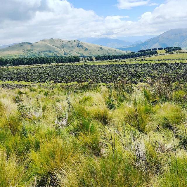 10 Hectáreas en venta Olmedo- Cayambe