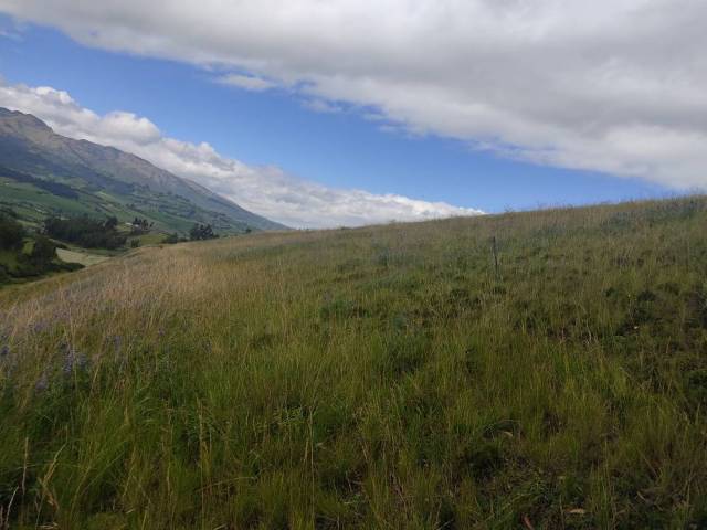 DE VENTA 5 HECTÁREAS EN CHAUPI CAYAMBE