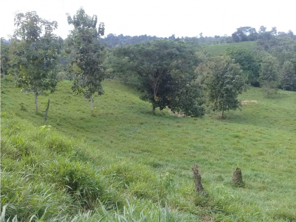 Terreno - El Carmen