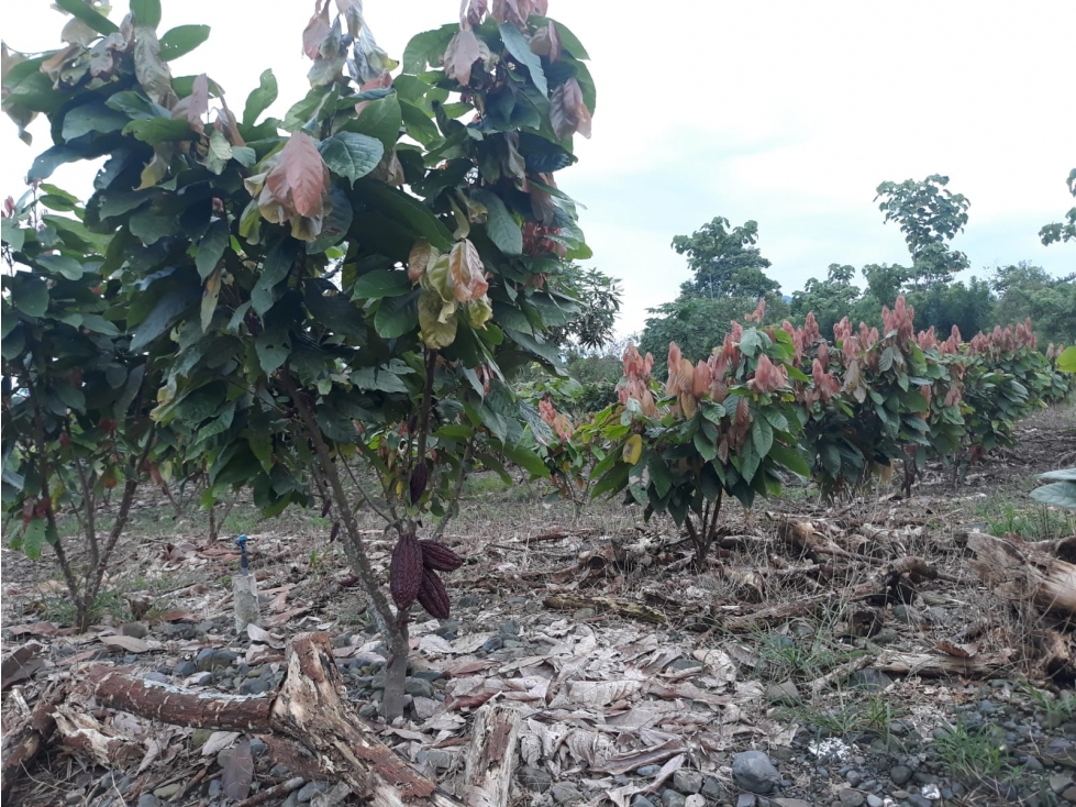 Se vende finca de 7 hectareas junto a complejo turístico Laguna Azul