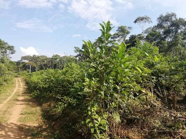 Se vende  Lote de terreno  24   Hectáreas,  Provincia Francisco de Orellana - Ecuador. Ubicación:   sector Los Aucas, conocido como Bella Vista. Parroquia Dayuma, vía Coca - Auca km 43